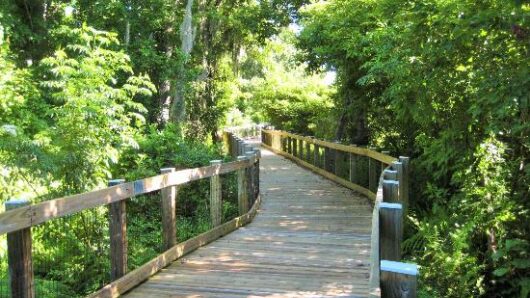 beautiful-boardwalk-to